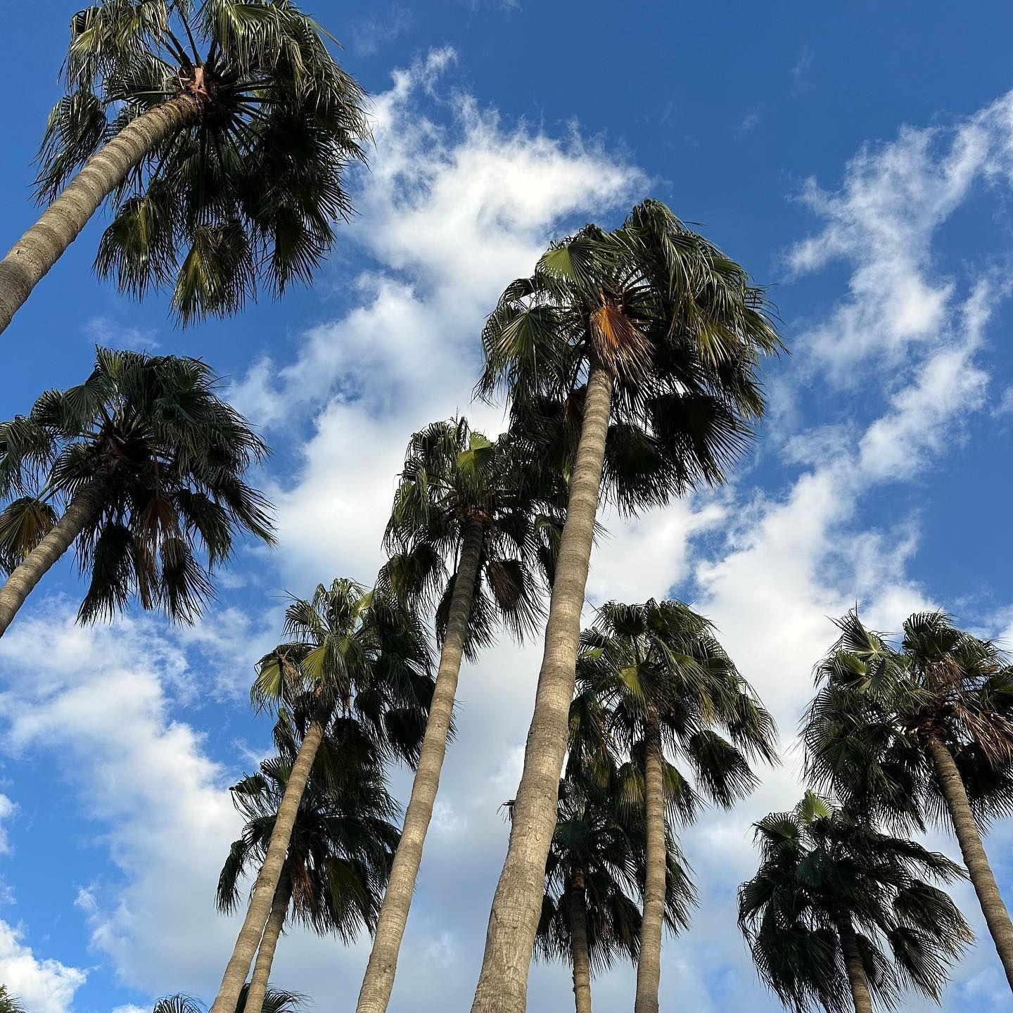 MoonSlice Pizza Teams Up with Zawya & Curated for a Winter Pop-Up at Safa Park — Until December 21