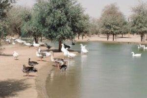 Al Qudra Lake