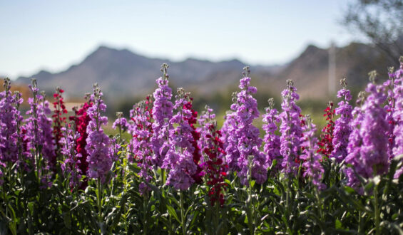 The UAE Flower Farm: A Natural Marvel Crafted by the Visionary Passion of an Emirati Innovator.
