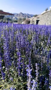 UAE Flower Farm